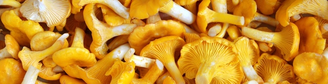 Chanterelles surgelées