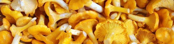 Chanterelle
