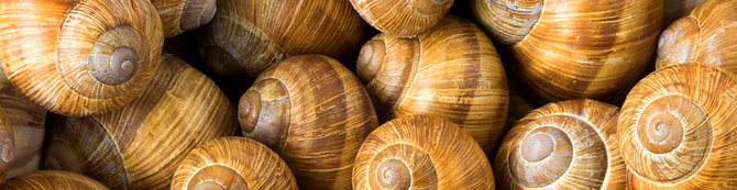 Burgundy Snails