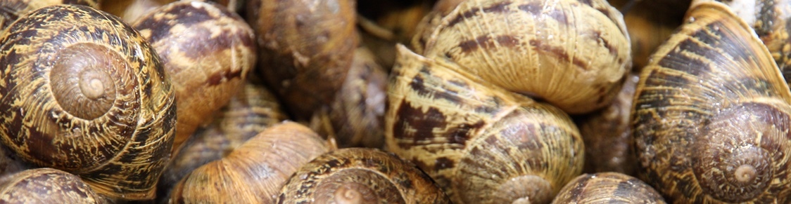 Garden Snails 